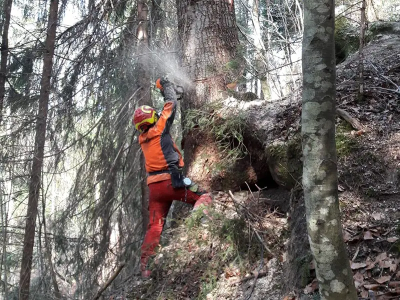 Forstarbeiter bei Baumfällung in steilem Waldgelände