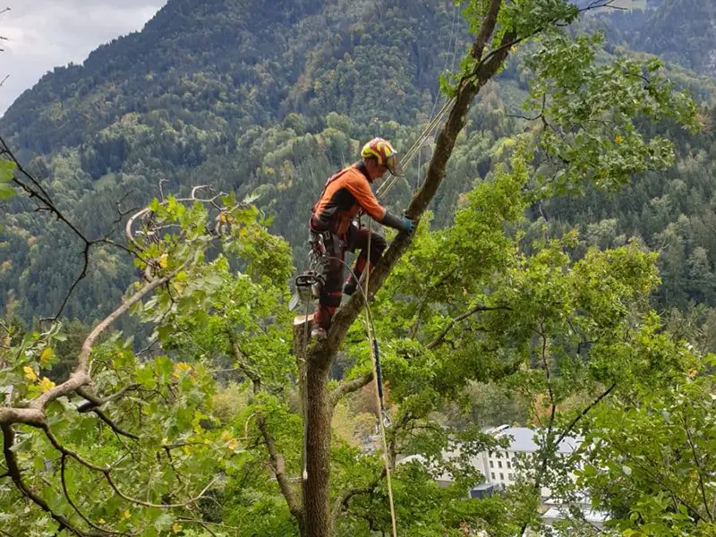 Baumfällung in steilem Gelände mit Seilklettertechnik